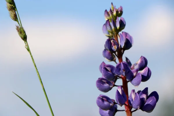 Lupinus Lupin Mor Mavi Çiçekli Lupin Tarlası Bir Grup Lupin — Stok fotoğraf