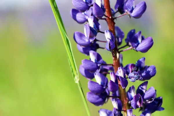红豆杉 红豆杉 红豆杉地 粉红紫色和蓝色的花 紫丁香夏花背景 — 图库照片