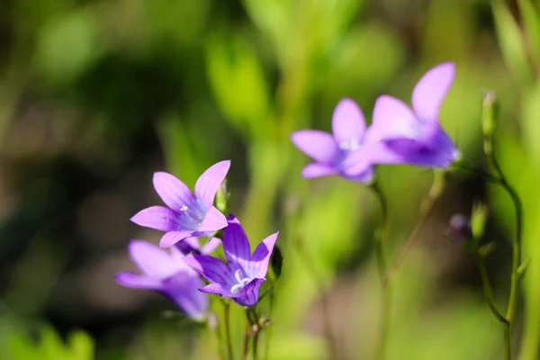 Close Little Blue Flower Blurred Green Background Natural Soft Image — Stock Photo, Image