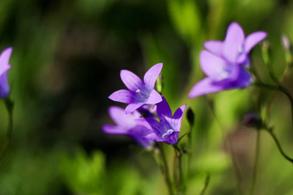 Close Uma Pequena Flor Azul Sobre Fundo Verde Borrado Uma — Fotografia de Stock