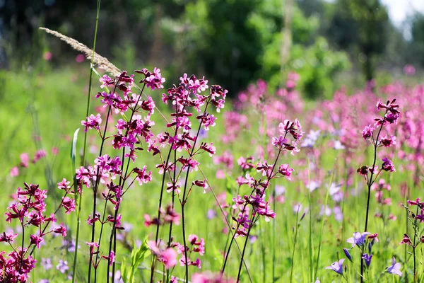 緑背景をぼかした写真を小さな紫の花のクローズ アップ ぼやけた空間と美しい葉に焦点を当てた紫花自然な柔らかいイメージ — ストック写真