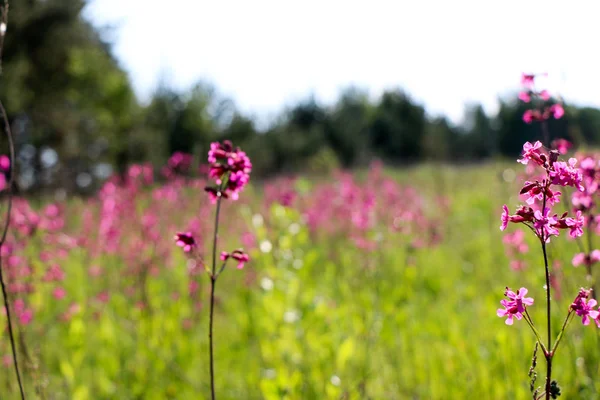 Zbliżenie Mały Fioletowy Kwiat Nad Niewyraźne Tło Zielony Naturalny Obraz — Zdjęcie stockowe