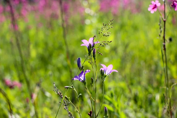 特写镜头的一个小蓝色的花在模糊的绿色背景 一个自然的柔软的形象 一个模糊的空间和一个集中的紫色花在美丽的叶子 — 图库照片