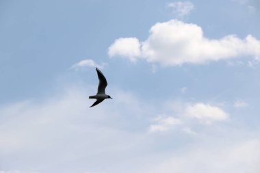 Beyaz bulutlar mavi gökyüzü, bir yaz günü güneşli havalarda