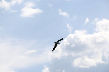 Beyaz bulutlar mavi gökyüzü, bir yaz günü güneşli havalarda