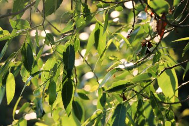 Ayrıntı ağlayan söğüt güneş saçaklı yaz, seçici odak, canlı renkler