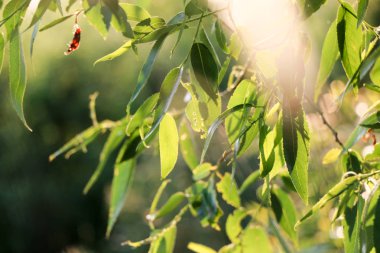 Ayrıntı ağlayan söğüt güneş yaz aylarında saçaklı.