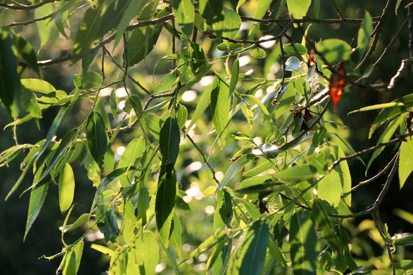 Detail Treurwilg Omzoomd Zon Zomer Selectieve Aandacht Levendige Kleuren — Stockfoto