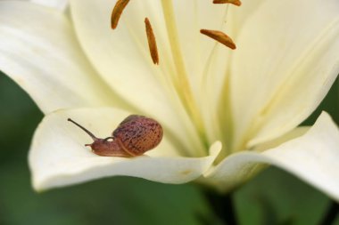 Portre üzerinde hassas beyaz zambak çiçek Bahçe bir salyangoz.