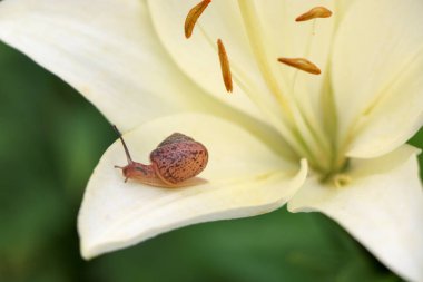 Portre üzerinde hassas beyaz zambak çiçek Bahçe bir salyangoz.