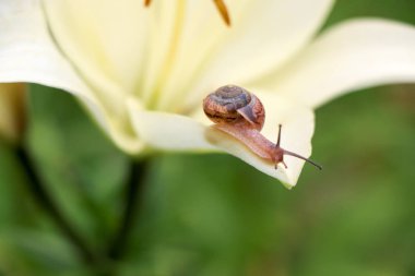 Portre üzerinde hassas beyaz zambak çiçek Bahçe bir salyangoz.