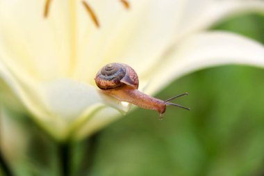 Portre üzerinde hassas beyaz zambak çiçek Bahçe bir salyangoz.