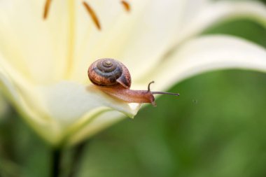 Portre üzerinde hassas beyaz zambak çiçek Bahçe bir salyangoz. Doğal yaşam alanı izole küçük yaratık.