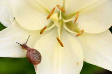 Portre üzerinde hassas beyaz zambak çiçek Bahçe bir salyangoz.