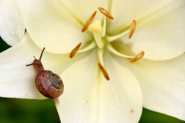 Portre üzerinde hassas beyaz zambak çiçek Bahçe bir salyangoz.