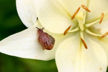 Portre üzerinde hassas beyaz zambak çiçek Bahçe bir salyangoz.