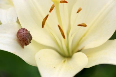 Portre üzerinde hassas beyaz zambak çiçek Bahçe bir salyangoz.