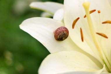 Portre üzerinde hassas beyaz zambak çiçek Bahçe bir salyangoz.