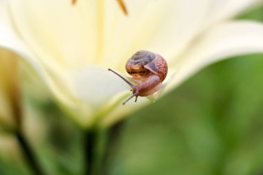 Portre üzerinde hassas beyaz zambak çiçek Bahçe bir salyangoz.