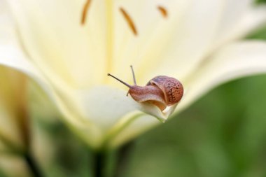 Portre üzerinde hassas beyaz zambak çiçek Bahçe bir salyangoz.