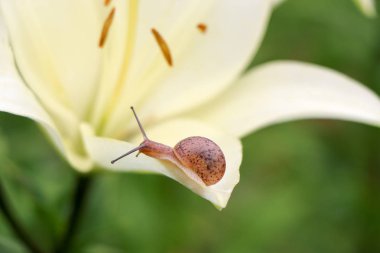 Portre üzerinde hassas beyaz zambak çiçek Bahçe bir salyangoz.