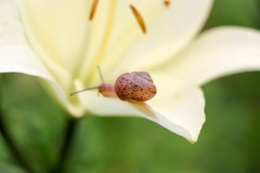 Portre üzerinde hassas beyaz zambak çiçek Bahçe bir salyangoz.