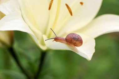 Portre üzerinde hassas beyaz zambak çiçek Bahçe bir salyangoz.
