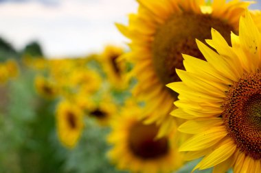 Ayçiçeği mavi gökyüzü güneş ışığı kapat.