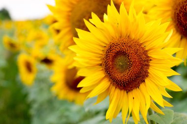 Ayçiçeği mavi gökyüzü güneş ışığı kapat.