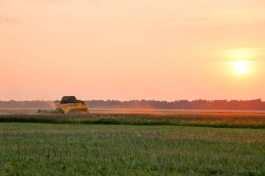 Biçerdöver buğday alan eylem içinde birleştirir. Hasat, Olgun bir ürün tarladan günbatımında toplama işlemidir