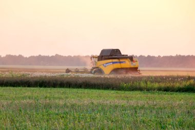 Biçerdöver buğday alan eylem içinde birleştirir. Hasat, Olgun bir ürün tarladan günbatımında toplama işlemidir