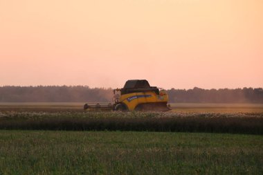 Biçerdöver buğday alan eylem içinde birleştirir. Hasat, Olgun bir ürün tarladan günbatımında toplama işlemidir