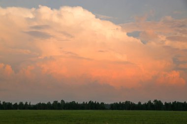 Yeşil çim ve gökyüzü gün batımından önce ormanı bir şerit alanıyla. Beyaz bulutların pembe tonlarında ile akşam gökyüzü.