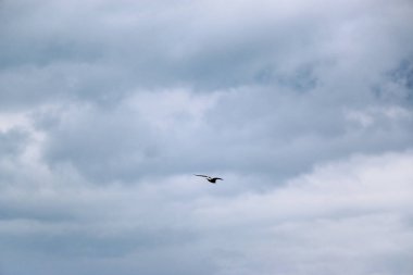 Fırtına bulutları koyu mavi gökyüzü, bir yaz günü uçan martı fırtına öncesi sessizlik