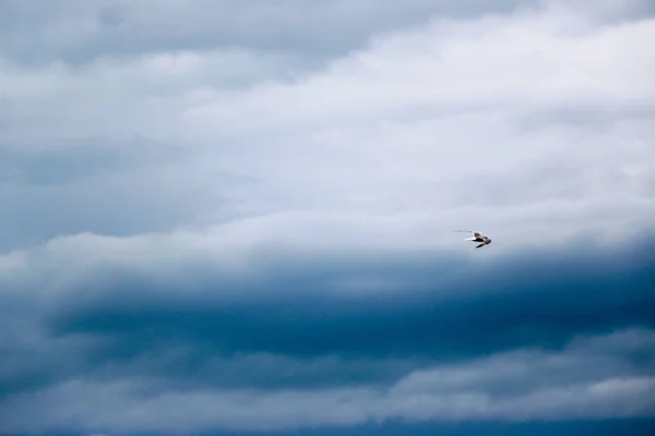 风暴云对深蓝色的天空 一个夏天前的风暴 飞海鸥 — 图库照片