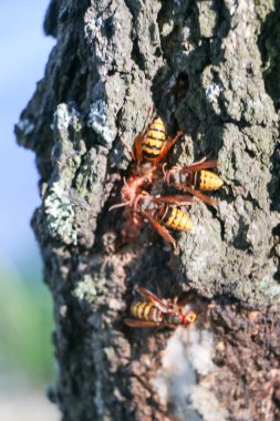 Kırmızı Amiral kelebek Vanessa atalanta bir ağaç üzerinde