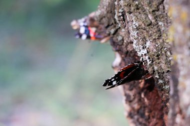 Kırmızı Amiral kelebek Vanessa atalanta bir ağaç üzerinde