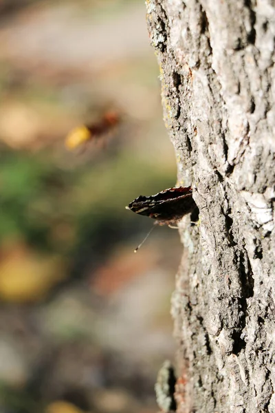 Nummervlinder Butterfly Vanessa Atalanta Zittend Een Grijze Schors Van Een — Stockfoto