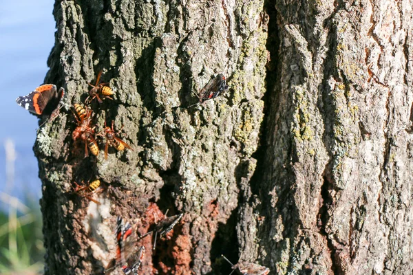 Nummervlinder butterfly Vanessa atalanta op een boom — Stockfoto