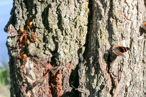 Amiral rouge papillon Vanessa atalanta sur un arbre — Photo