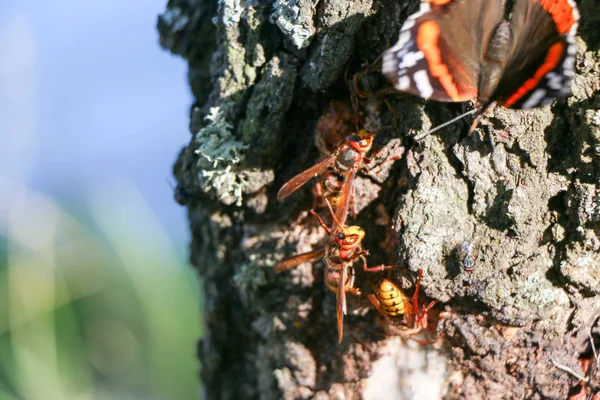 Admirał czerwony motyl Vanessa atalanta na drzewie — Zdjęcie stockowe