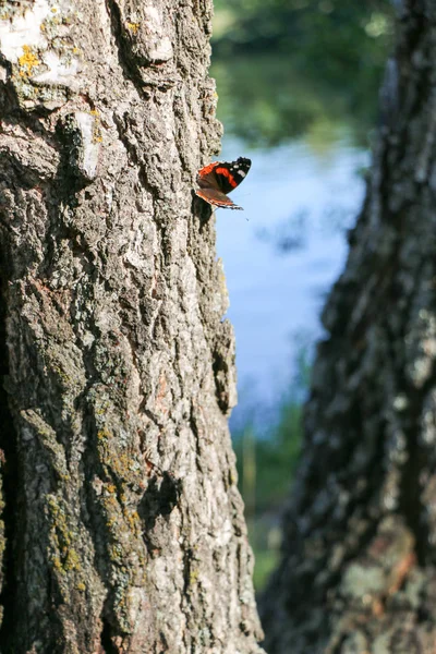 Admirał czerwony motyl Vanessa atalanta na drzewie — Zdjęcie stockowe