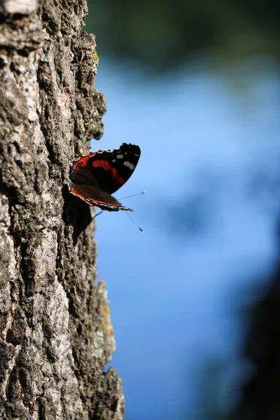 红上将蝴蝶瓦内萨亚特兰大在树上 — 图库照片