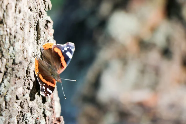 Kırmızı Amiral kelebek Vanessa atalanta bir ağaç üzerinde — Stok fotoğraf