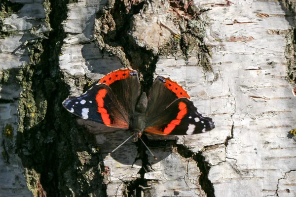 Красный Адмирал бабочка Ванесса аталанта на дереве — стоковое фото