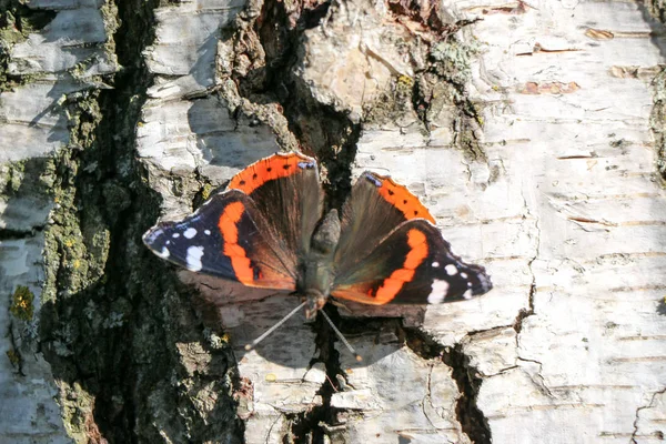 Admirał czerwony motyl Vanessa atalanta na drzewie — Zdjęcie stockowe