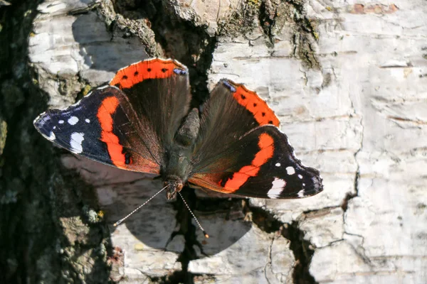 Красный Адмирал бабочка Ванесса аталанта на дереве — стоковое фото