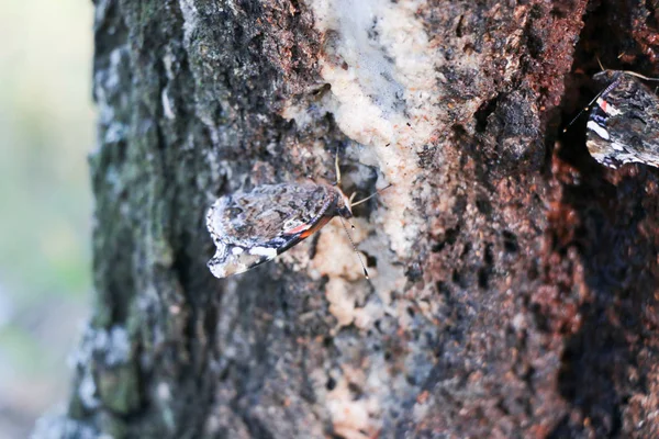 Amiral rouge papillon Vanessa atalanta sur un arbre — Photo