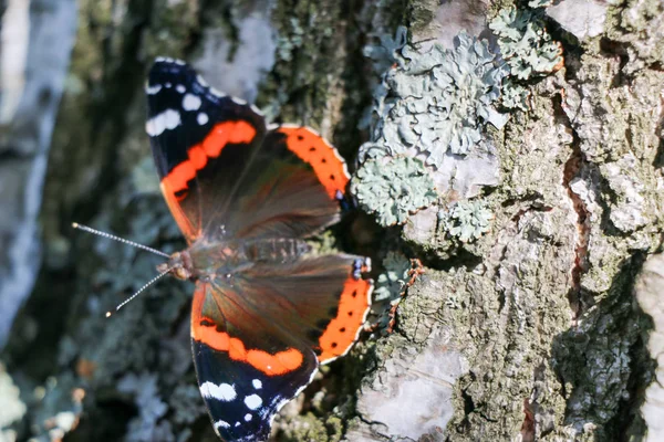 Admirał czerwony motyl Vanessa atalanta na drzewie — Zdjęcie stockowe
