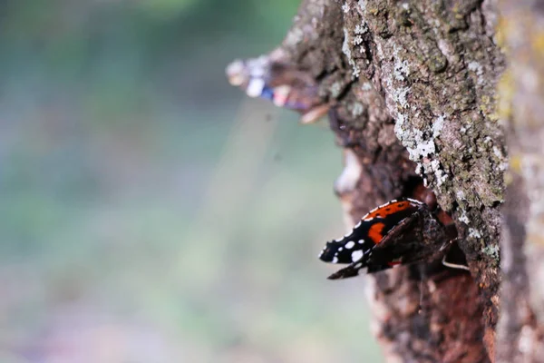 Admirał czerwony motyl Vanessa atalanta na drzewie — Zdjęcie stockowe